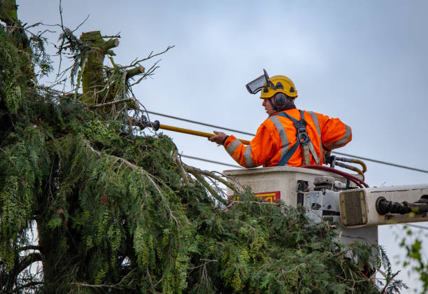 Best Tree and Shrub Care  in Crab Orchard, WV