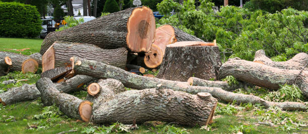 Best Tree Disease Treatment  in Crab Orchard, WV