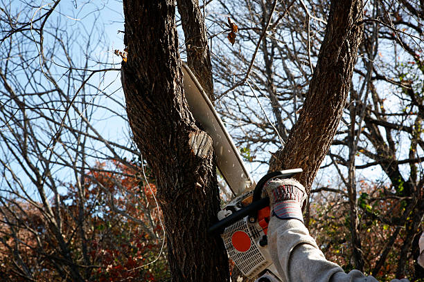 Best Tree Maintenance Programs  in Crab Orchard, WV