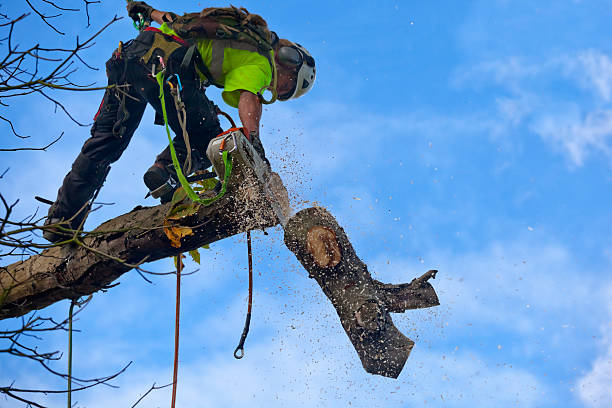 Best Stump Grinding and Removal  in Crab Orchard, WV